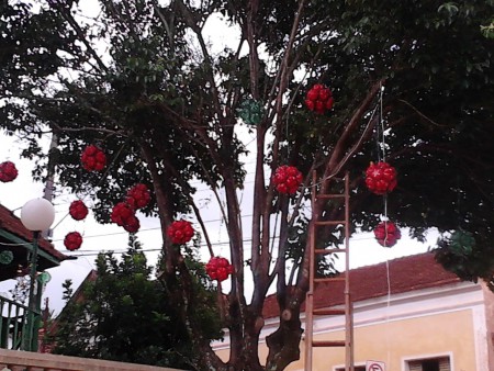 ARVORE - Praça Central De Pouso Alegre
