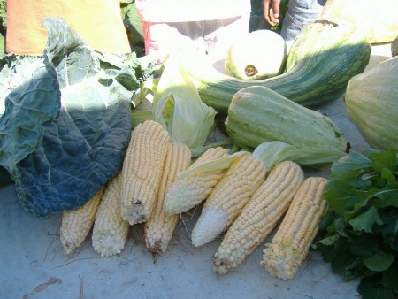 detalhe da colheita.