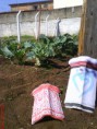 /album/horta-comunitaria/dsc04443-jpg/