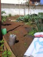 /album/horta-comunitaria/dsc04444-jpg/