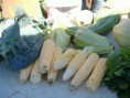 /album/horta-comunitaria/frr-jpg/